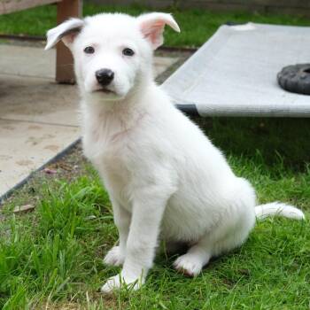 Mixed Breed and Great Pyrenees Dogs Available for Adoption - Whisky | PetCurious
