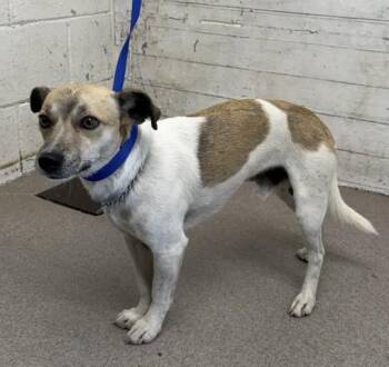 A597838 -  Chihuahua Dog for Adoption in San Bernardino, California - A597838 | PetCurious