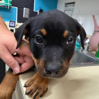 Australian Cattle Dog Blue Heeler and Mixed Breed Dogs Available for Adoption in Ardmore, Oklahoma - Emmylou | PetCurious