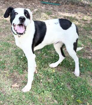 Labrador Retriever Dogs Available for Adoption in Little Rock, Arkansas - Fat Boy | PetCurious
