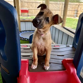 Shepherd Dogs Available for Adoption in Park Forest, Illinois - June Bug | PetCurious