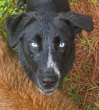 Salsa -  Retriever and Terrier Dog for Adoption in Bloomfield, Connecticut - Salsa | PetCurious