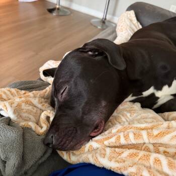 Halo -  Black Labrador Retriever and Mixed Breed Dog for Adoption in West Palm Beach, Florida - Halo | PetCurious