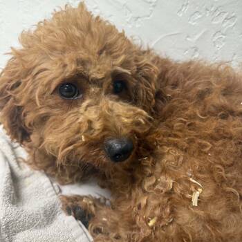 Bellagio (36)-Foster Home Needed -  Goldendoodle Dog for Adoption in Hartland, Wisconsin - Bellagio (36)-Foster Home Needed | PetCurious