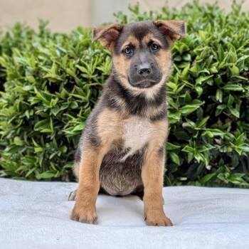 Heidi 10-0202 -  German Shepherd Dog Dog for Adoption in Tyrone, Georgia - Heidi 10-0202 | PetCurious