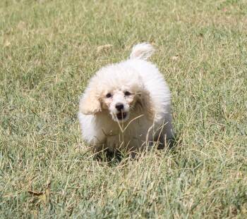 Bubbles -  Miniature Poodle Dog for Adoption in Neosho, Missouri - Bubbles | PetCurious