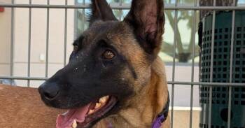 Fern- located in Oregon -  Belgian Shepherd Malinois Dog for Adoption in Imlay City, Michigan - Fern- Located In Oregon | PetCurious