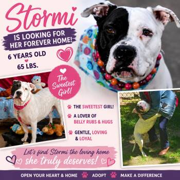 STORMI -  American Staffordshire Terrier Dog for Adoption in Huntington, New York - STORMI | PetCurious