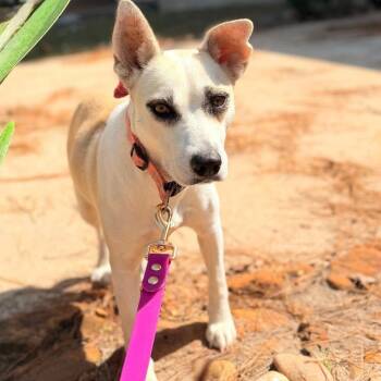 Zoey -  Shepherd Dog for Adoption in Cleveland, Texas - Zoey | PetCurious