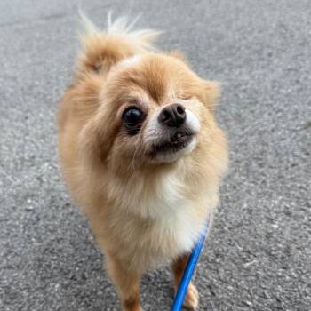 Cheeto -  Pomeranian Dog for Adoption in St. Peters, Missouri - Cheeto | PetCurious