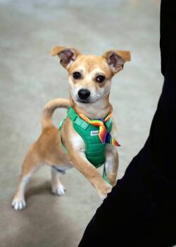Pippin -  Chihuahua and Dachshund Dog for Adoption in West Richland, Washington - Pippin | PetCurious