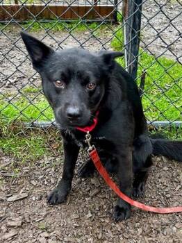 Rescue Cattle Dog and Chow Chow Dogs for Adoption in Everett, Washington - Bowser | PetCurious
