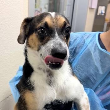 Angus -  Jack Russell Terrier Dog for Adoption in Reno, Nevada - Angus | PetCurious