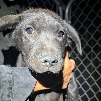 Basen -  Mixed Breed Dog for Adoption in Park City, Utah - Basen | PetCurious
