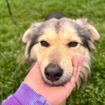 Husky and Mixed Breed Dogs Available for Adoption in Minneapolis, Minnesota - Ricky | PetCurious