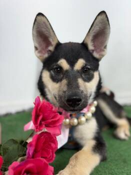 Moxie-One of our Amazing Rescue Dogs -  German Shepherd Dog and Mixed Breed Dog for Adoption in Carlsbad, California - Moxie-One Of Our Amazing Rescue Dogs | PetCurious