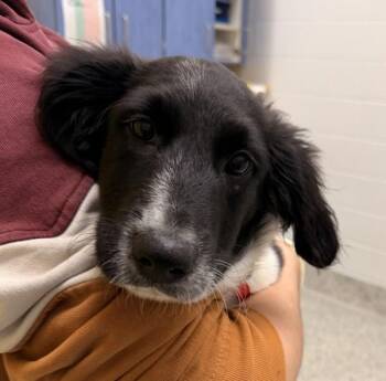 Border Collie Dogs Available for Adoption in Golden, Colorado - Isabella | PetCurious