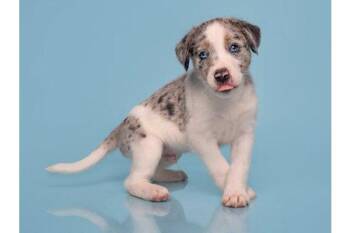 Date - Tinder -  Australian Shepherd and Great Dane Dog for Adoption in Palo Alto, California - Date - Tinder | PetCurious