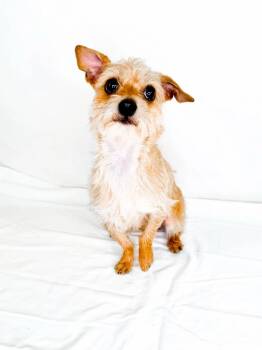 Knuckles -  Chihuahua and Terrier Dog for Adoption in Bixby, Oklahoma - Knuckles | PetCurious