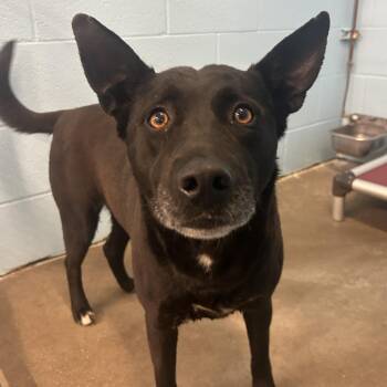 Cattle Dog and Mixed Breed Dogs Available for Adoption in Emporia, Kansas - Violet | PetCurious