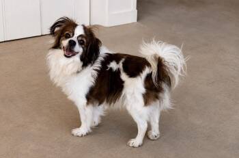 Rocky -  Chihuahua and Cavalier King Charles Spaniel Dog for Adoption in Boston, Massachusetts - Rocky | PetCurious