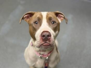 Rescue Mixed Breed Dogs for Adoption in Maumee, Ohio - Belle | PetCurious