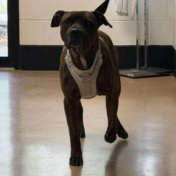 Rambo -  Mixed Breed Dog for Adoption in Gadsden, Alabama - Rambo | PetCurious