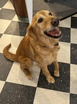 Golden Retriever Dogs Available for Adoption - Ricky The Golden Retriever | PetCurious