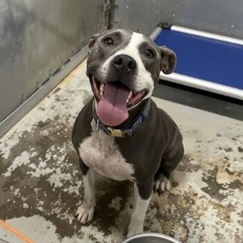 Nala -  Pit Bull Terrier Dog for Adoption in Oak Ridge, Tennessee - Nala | PetCurious