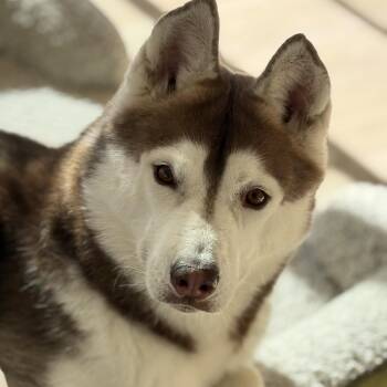 Rescue Husky Dogs for Adoption in Los Angeles, California - Bear | PetCurious