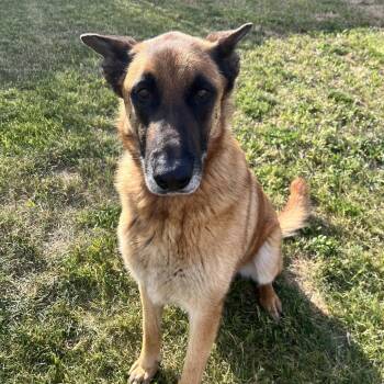 Shepherd Dogs Available for Adoption in Spokane, Washington - Arlo | PetCurious