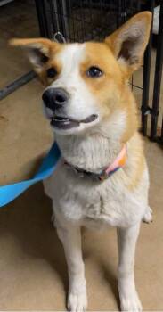 Shepherd Dogs Available for Adoption in Polson, Montana - Kelsey | PetCurious