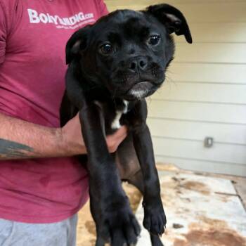 Echo -  Pug and Mixed Breed Dog for Adoption in Newcastle, Oklahoma - Echo | PetCurious