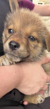 Ms. Zena -  Pomeranian and Poodle Dog for Adoption in Haslet, Texas - Ms. Zena | PetCurious