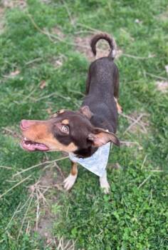 Collie and Catahoula Leopard Dog Dogs Available for Adoption - Sienna | PetCurious