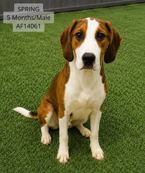 Foxhound and American Bulldog Dogs Available for Adoption - Spring | PetCurious