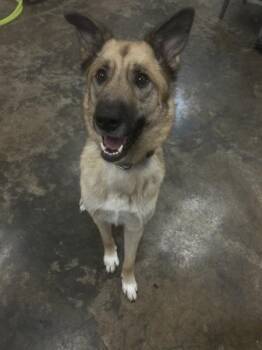 Castle -  German Shepherd Dog and Great Pyrenees Dog for Adoption in Osage Beach, Missouri - Castle | PetCurious