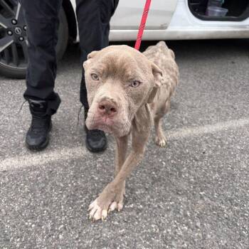 Vinny Jones -  Mixed Breed Dog Available for Adoption in Alexandria, Virginia - Vinny Jones | PetCurious