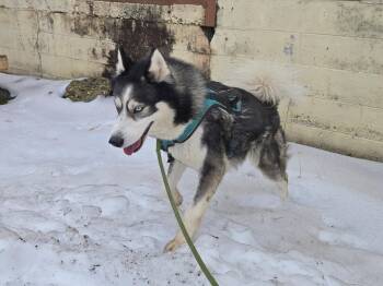 Husky Dogs Available for Adoption - Bernie | PetCurious