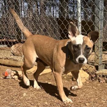 Mixed Breed Dogs Available for Adoption - Joy | PetCurious