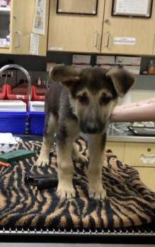 THEODORE -  German Shepherd Dog Dog for Adoption in Riverside, California - THEODORE | PetCurious