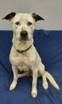 Zoe -  Australian Cattle Dog Blue Heeler Dog Available for Adoption in La Grange, Texas - Zoe | PetCurious