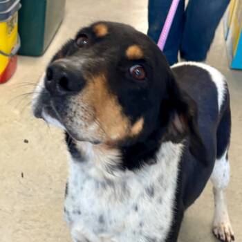 Rescue Coonhound Dogs for Adoption in Hartford City, Indiana - Owen | PetCurious