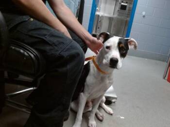 SUNSET -  Pit Bull Terrier and Mixed Breed Dog for Adoption in Albuquerque, New Mexico - SUNSET | PetCurious