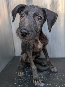 Rescue Schnauzer Dogs for Adoption in San Antonio, Texas - SPUTNIK | PetCurious
