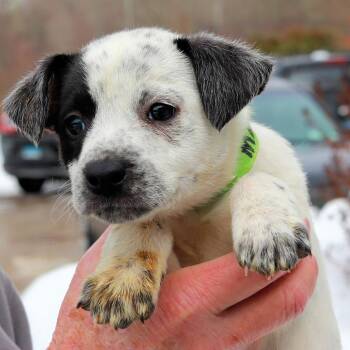 Cattle Dog Dogs Available for Adoption - CT Maelyn | PetCurious