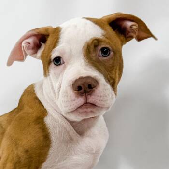 959 (2026) Larry -  Pit Bull Terrier and Mixed Breed Dog for Adoption in Parker, Colorado - 959 (2026) Larry | PetCurious