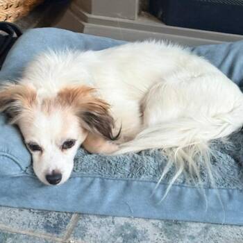 Mr. Nobody 22733 -  Dachshund and Mixed Breed Dog for Adoption in Minneapolis, Minnesota - Mr. Nobody 22733 | PetCurious