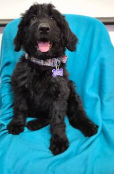 Georgina -  Poodle and Labrador Retriever Dog for Adoption in Hillside, Illinois - Georgina | PetCurious
