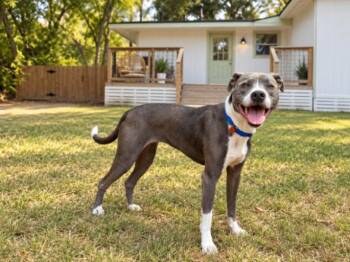 Roxy Roo Betsie Blue -  Pit Bull Terrier and Greyhound Dog for Adoption in Friendswood, Texas - Roxy Roo Betsie Blue | PetCurious